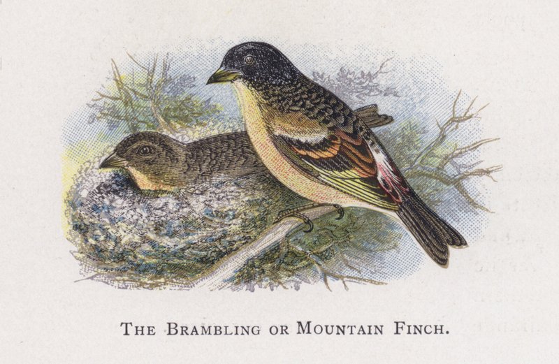 O bramling ou o passarinho da montanha de Alexander Francis Lydon
