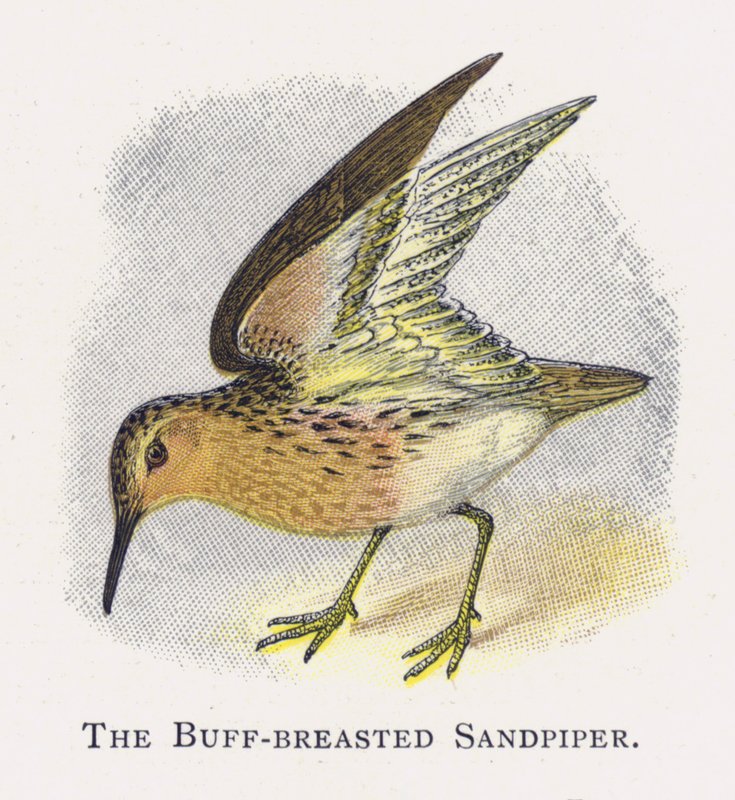 O maçarico-de-peito-breasted de Alexander Francis Lydon