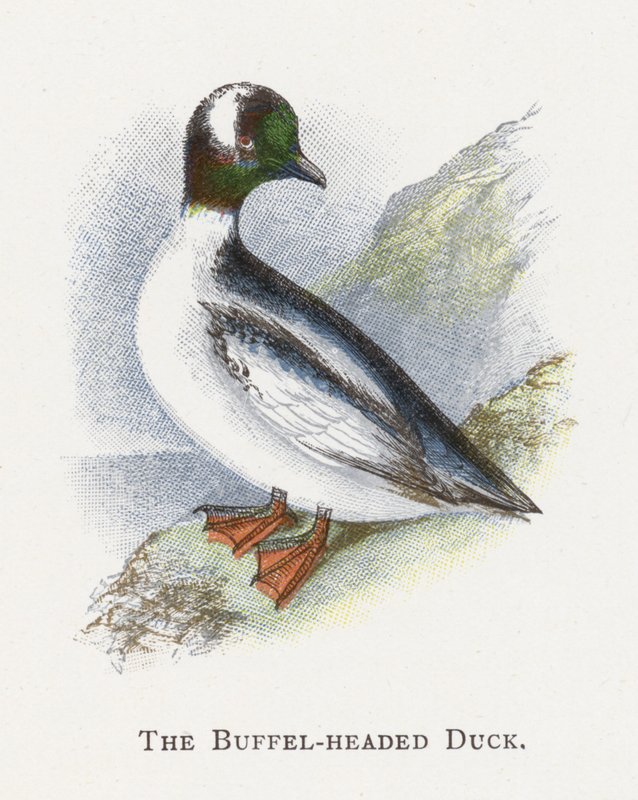 O pato com cabeça de búfalo de Alexander Francis Lydon