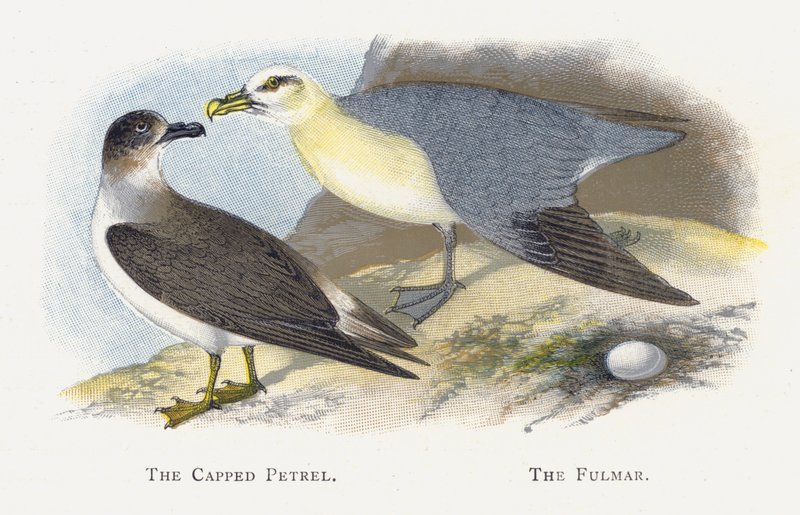 O petrel tampado, o Fulmar de Alexander Francis Lydon