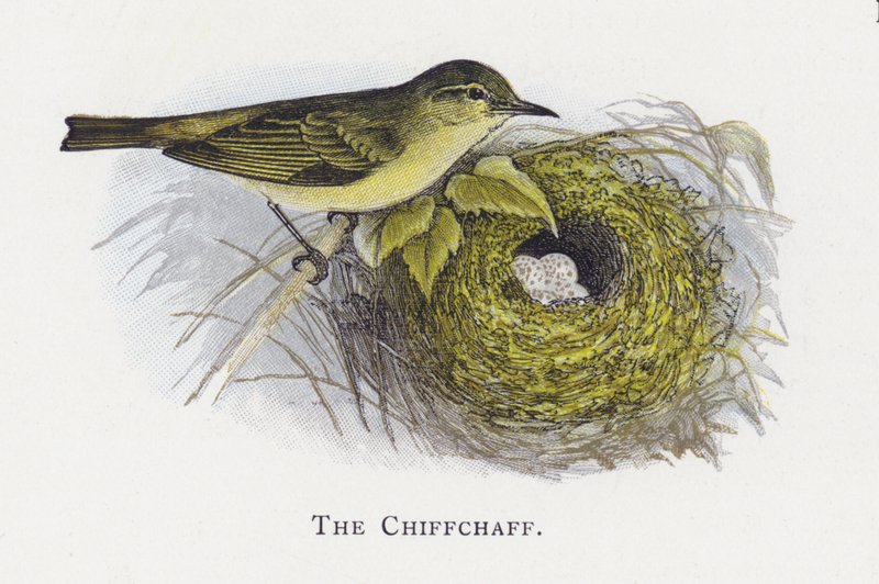 O Chiffchaff de Alexander Francis Lydon