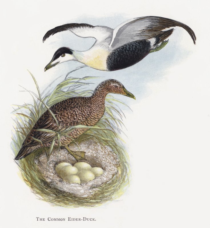 O Eider-pato comum de Alexander Francis Lydon