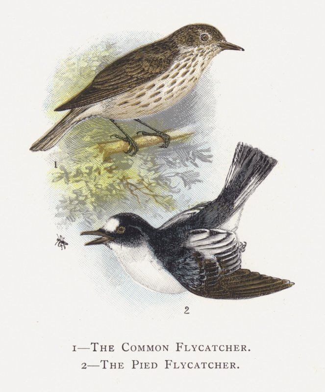 O Flycatcher comum, o Flycatcher Pied de Alexander Francis Lydon