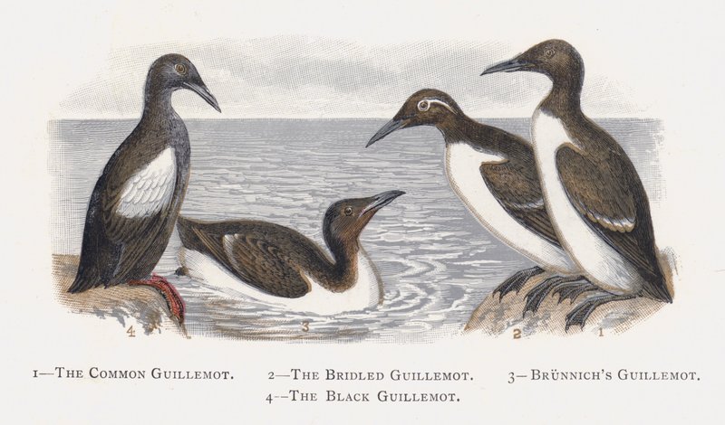 O Guillemot comum, o Guillemot Bridled, Guillemot de Brunnichs, o Guillemot preto de Alexander Francis Lydon