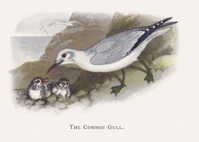 A gaivota comum de Alexander Francis Lydon