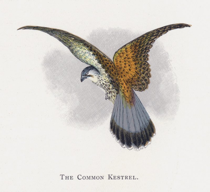 O Kestrel Comum de Alexander Francis Lydon