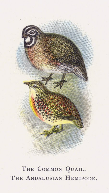 A codorna comum, o hemipode andaluz de Alexander Francis Lydon