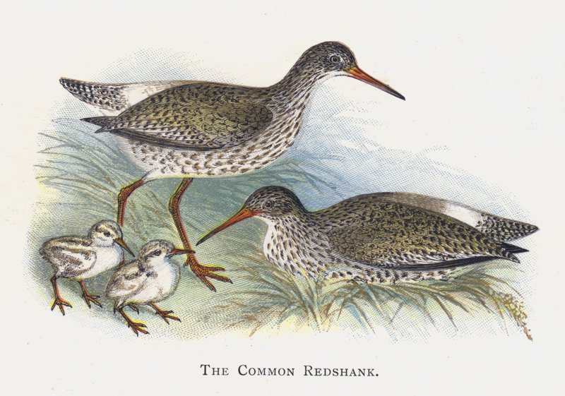 O Redshank Comum de Alexander Francis Lydon