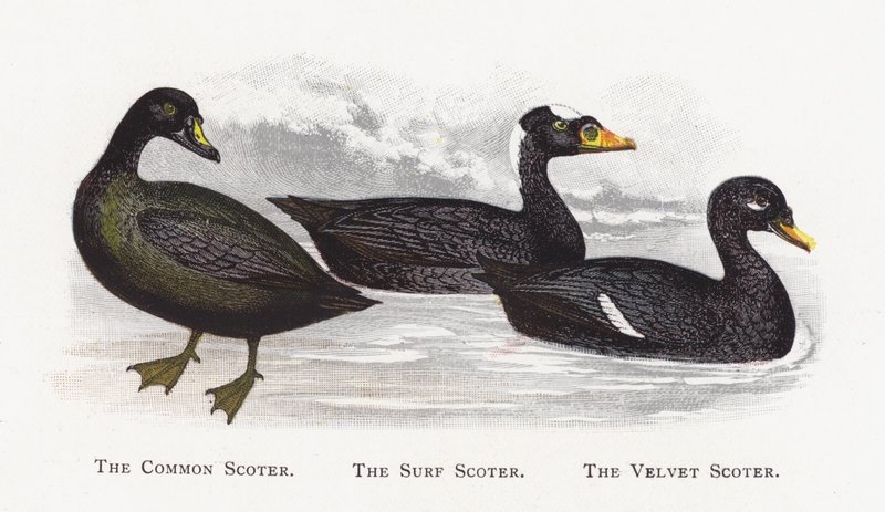 O Common Scoter, o Surf Scoter, o Velvet Scoter de Alexander Francis Lydon