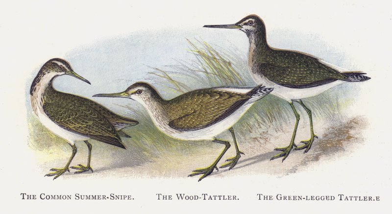 O Verão Comum-Snipe, O Wood-Tattler, O Tattler De Pernas Verdes de Alexander Francis Lydon