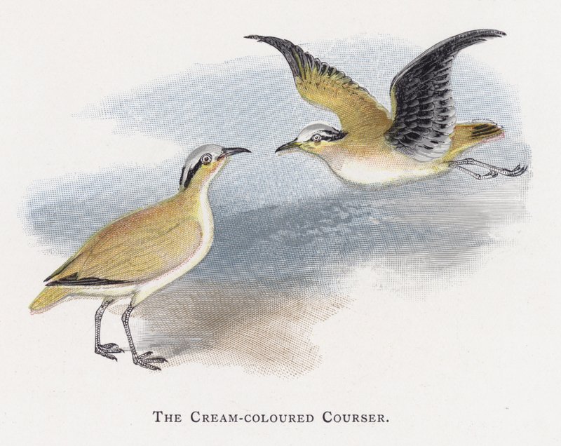 O Courser de cor creme de Alexander Francis Lydon