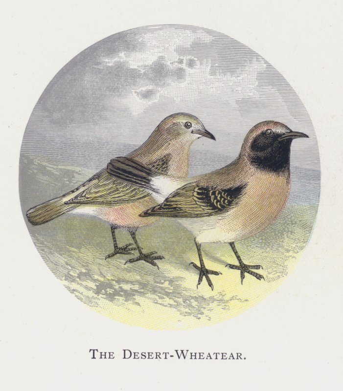 O Deserto-Wheatear de Alexander Francis Lydon