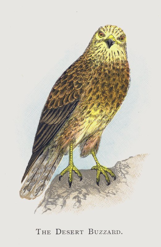 O Buzzard do deserto de Alexander Francis Lydon