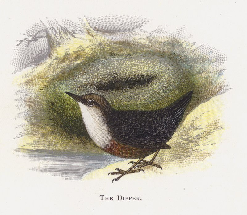 O Dipper de Alexander Francis Lydon