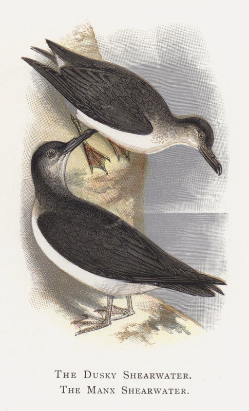 O Shearwater Dusky, o Shearwater Manx de Alexander Francis Lydon