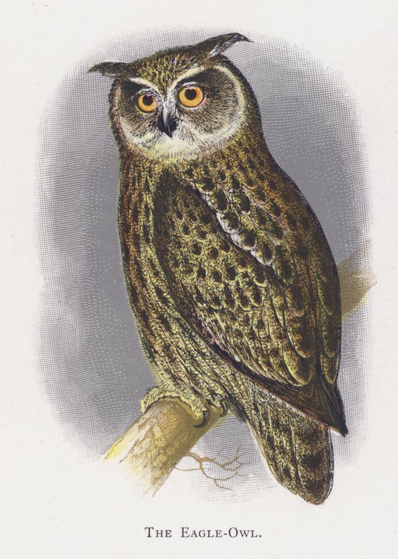 A coruja de águia de Alexander Francis Lydon