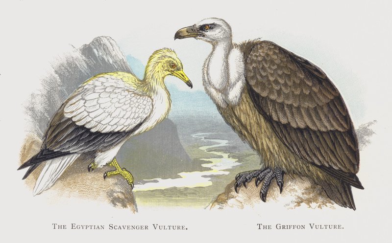 O Abutre Egípcio, O Abutre Griffon de Alexander Francis Lydon