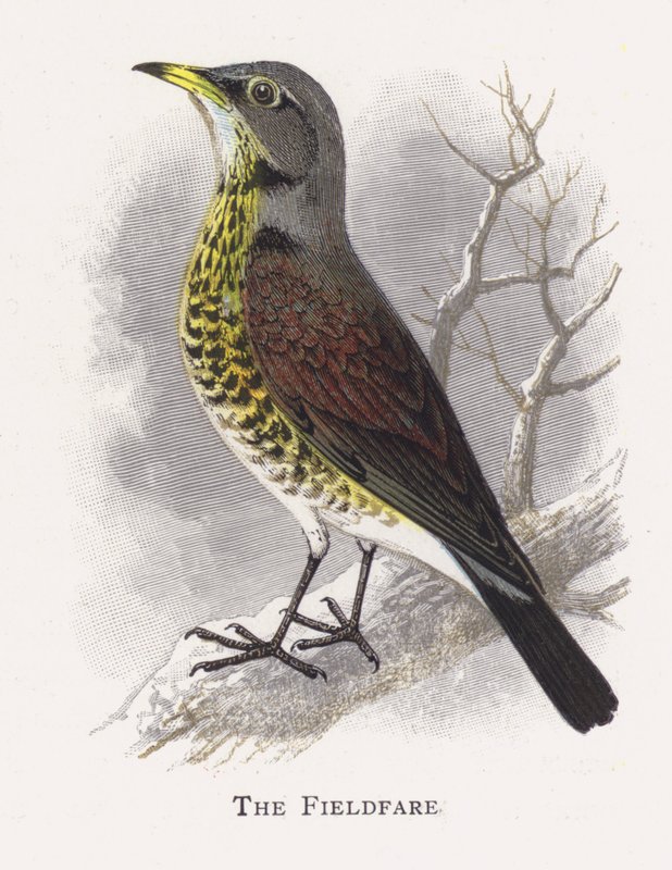 The Fieldfare de Alexander Francis Lydon