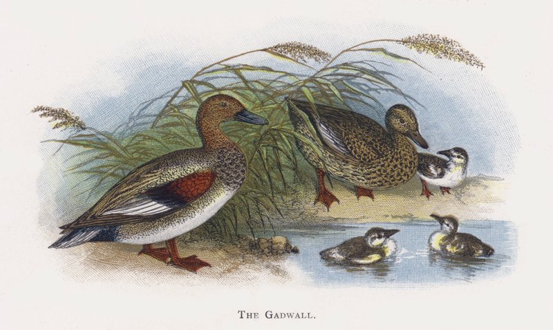O Gadwall de Alexander Francis Lydon