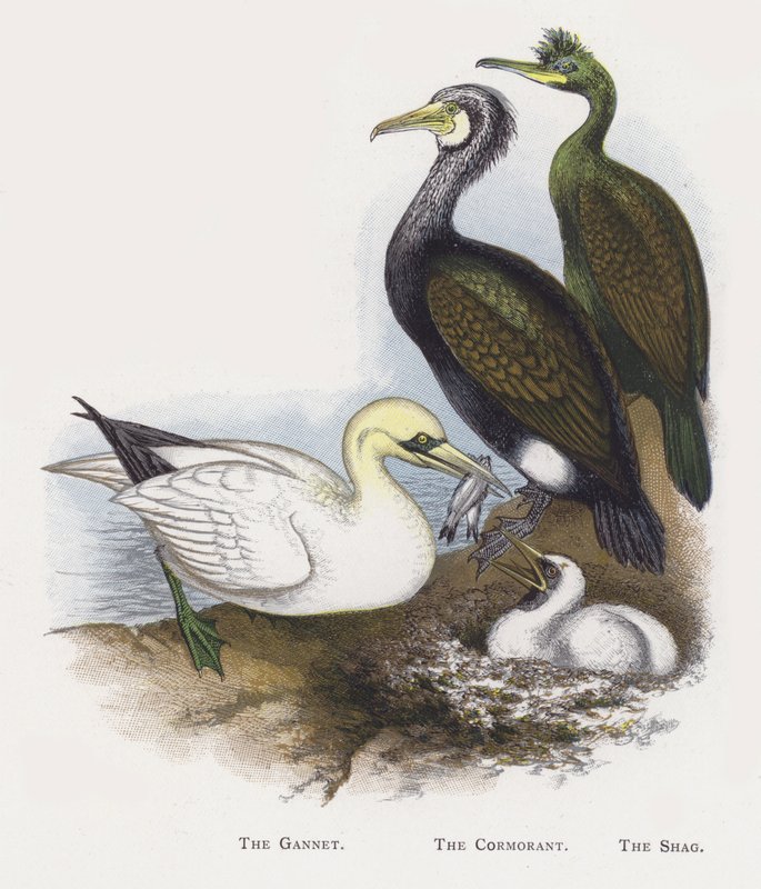O gannet, o cormorão, o shag de Alexander Francis Lydon