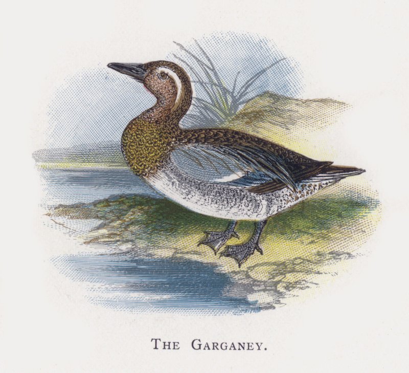 O Garganey de Alexander Francis Lydon