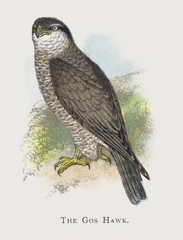 The Gos Hawk de Alexander Francis Lydon