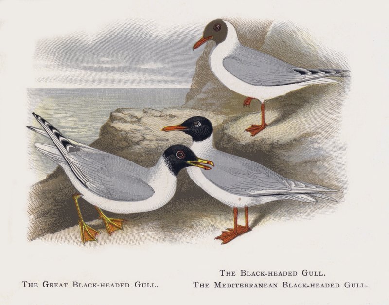 A Grande Gaivota De Cabeça Negra, A Gaivota De Cabeça Negra, A Gaivota De Cabeça Negra Do Mediterrâneo de Alexander Francis Lydon