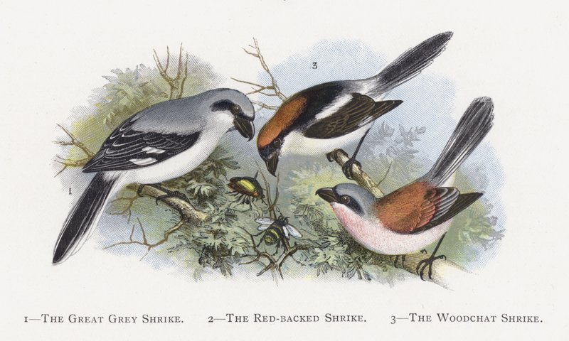 O Grande Picanço Cinzento, O Picanço-de-dorso-ruivo, O Picanço Woodchat de Alexander Francis Lydon