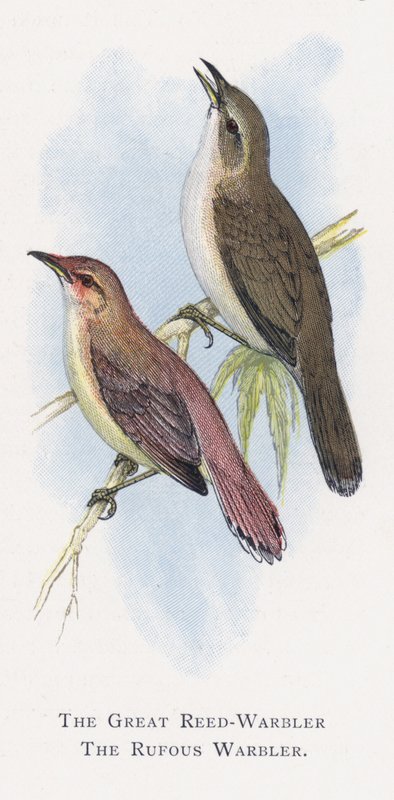 O Grande Toutinegra de Caniço, O Toutinegra Rufous de Alexander Francis Lydon