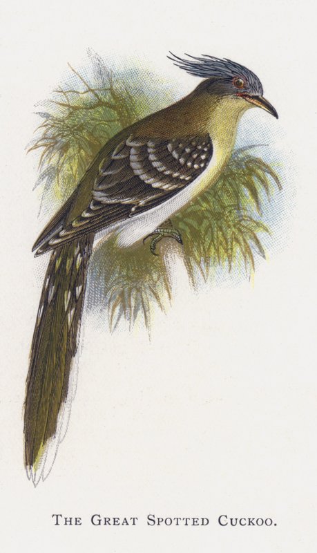 O Grande Cuco Manchado de Alexander Francis Lydon