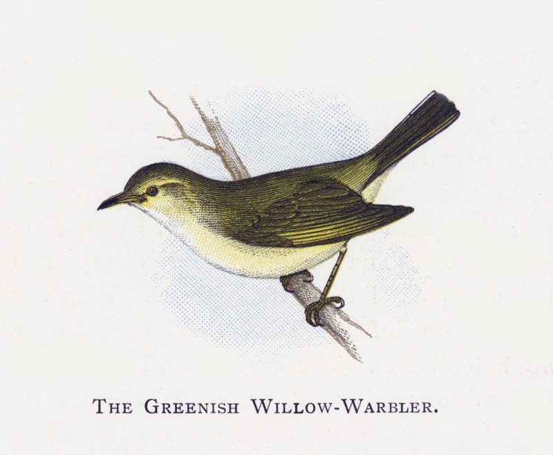 O Salgueiro Esverdeado-Warbler de Alexander Francis Lydon