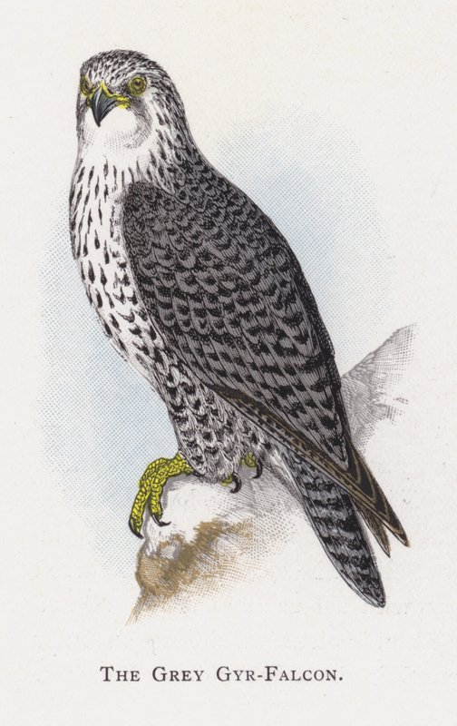 O Falcão Cinzento Gyr de Alexander Francis Lydon