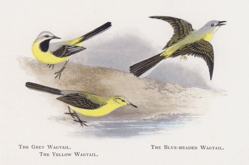 A Alvéola-cinzenta, A Alvéola-de-cabeça-azul, A Alvéola-amarela de Alexander Francis Lydon