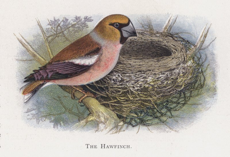 O Hawfinch de Alexander Francis Lydon