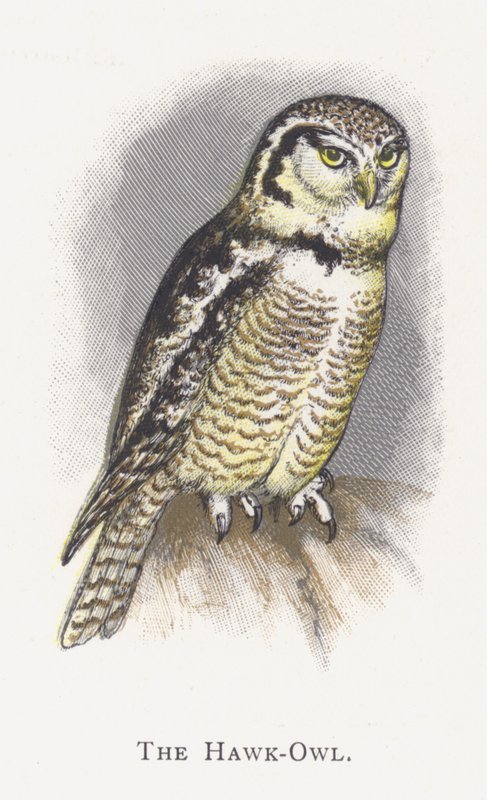 O Coruja-Falcão de Alexander Francis Lydon