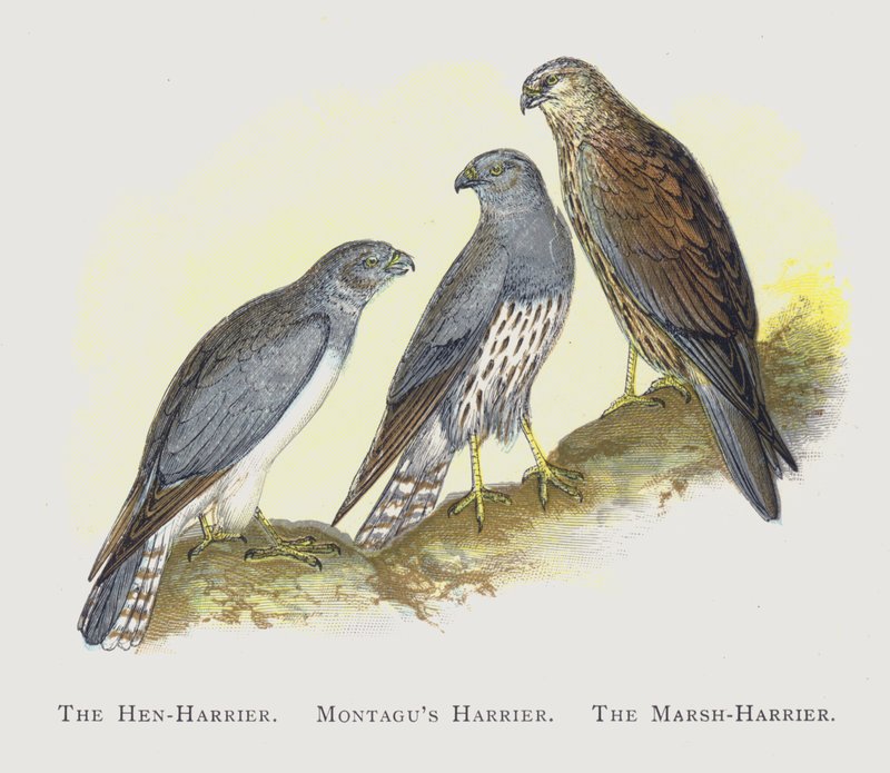 A galinha-Harrier, Montagus Harrier, O Marsh-Harrier de Alexander Francis Lydon
