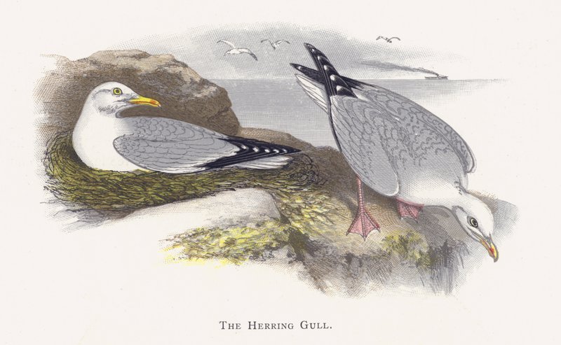 A gaivota de arenque de Alexander Francis Lydon