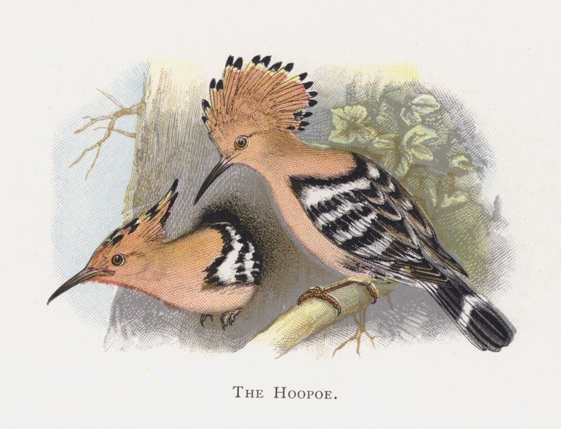 O hoopoe de Alexander Francis Lydon