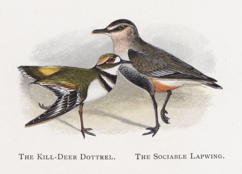 O Dottrel Kill-Deer, o Abibe Sociável de Alexander Francis Lydon