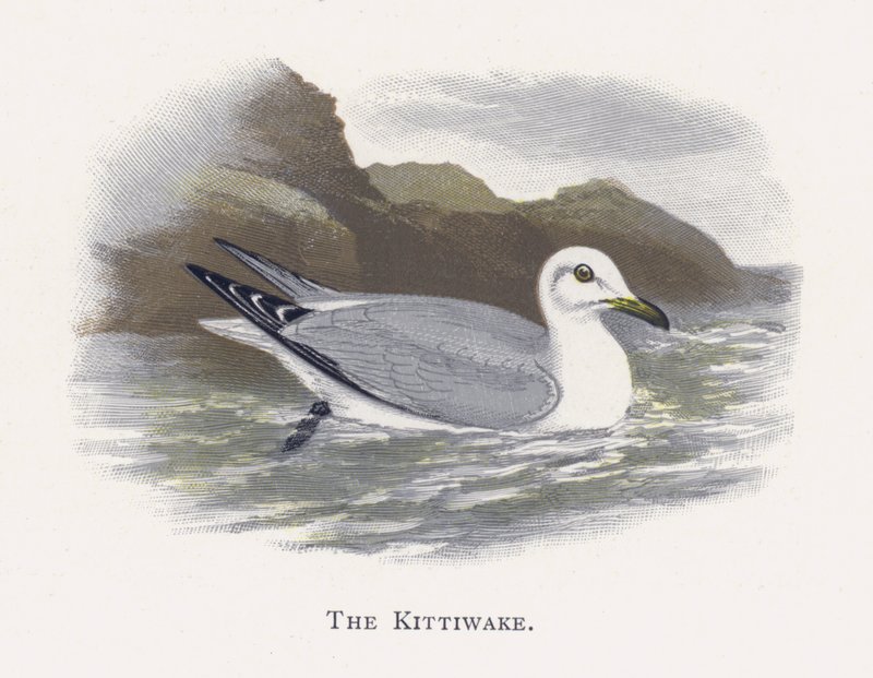 The Kittiwake de Alexander Francis Lydon