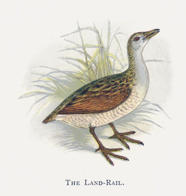 O Land-Rail de Alexander Francis Lydon