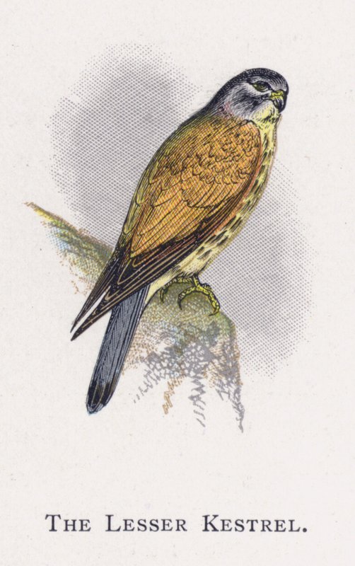 O Kestrel Menor de Alexander Francis Lydon