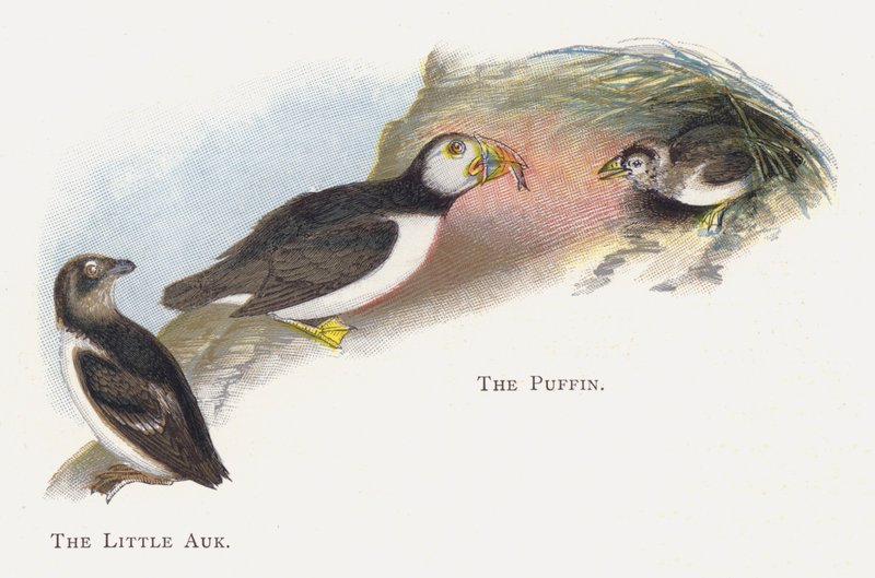 O pequeno Auk, o papagaio-do-mar de Alexander Francis Lydon