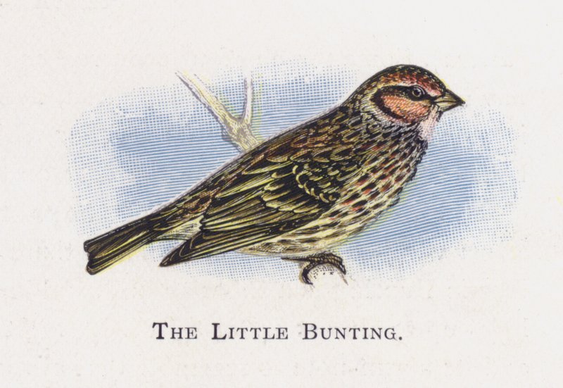 O pequeno Bunting de Alexander Francis Lydon