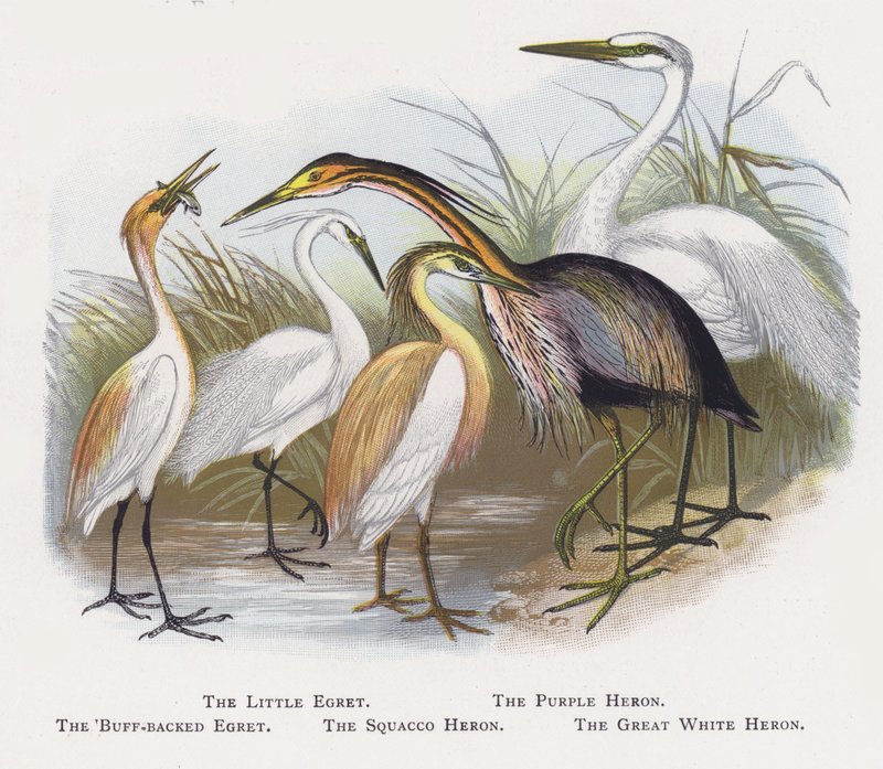 A garça-real, a garça-real roxa, a garça-de-dorso-de-crista, a garça-real, a garça-real-branca de Alexander Francis Lydon