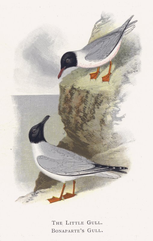 A gaivota pequena, gaivota de Bonapartes de Alexander Francis Lydon