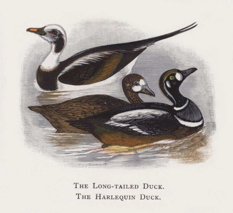 O pato de cauda longa, o pato arlequim de Alexander Francis Lydon
