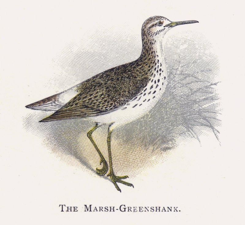 O Marsh-Greenshank de Alexander Francis Lydon