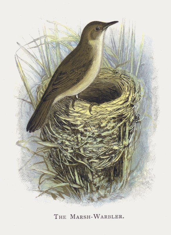 O Marsh-Warbler de Alexander Francis Lydon