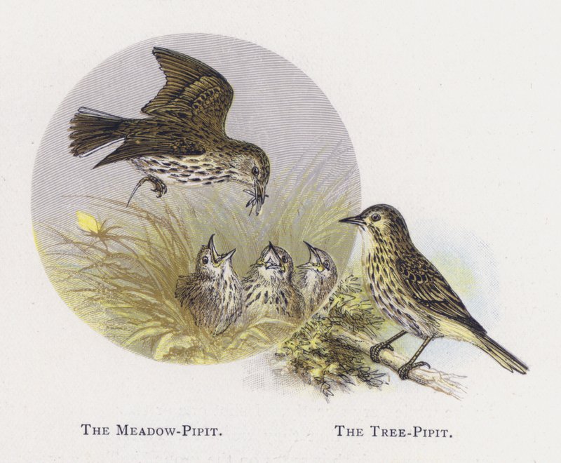 O Prado-Pipit, O Tree-Pipit de Alexander Francis Lydon